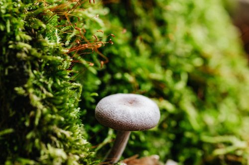 kaboompics_mushroom-and-moss-23871